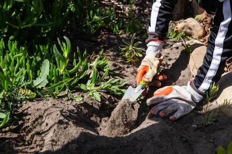 School Children Plant Fynbos Around the Cape Flats