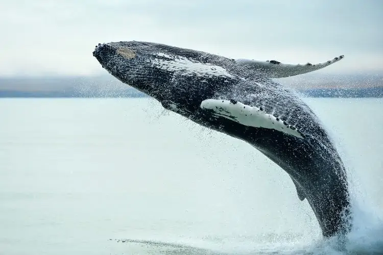 Celebrating World Whale Day 2022