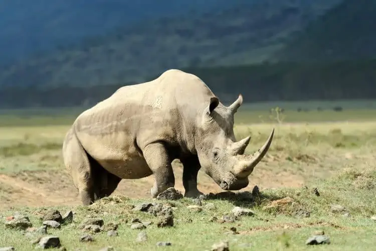 Rhino Poaching on the Decline in South Africa