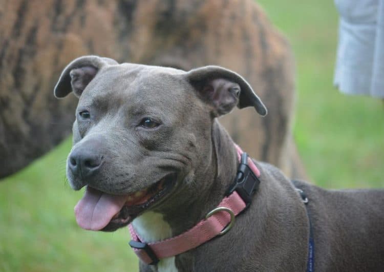 SPCA rescues three pitbull puppies from dog fighting