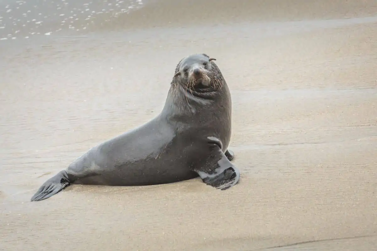 fur seal