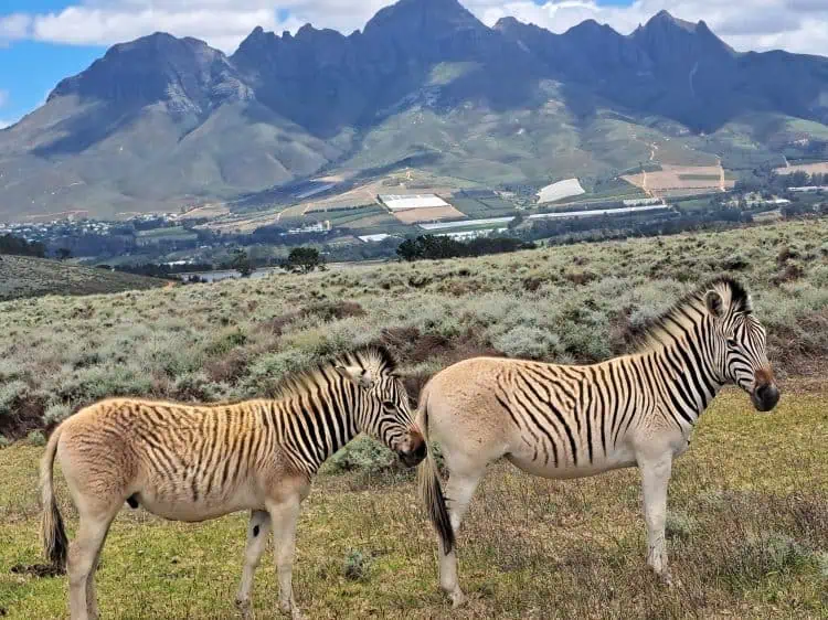 World Wildlife Day - Vergelegen Wine Estate